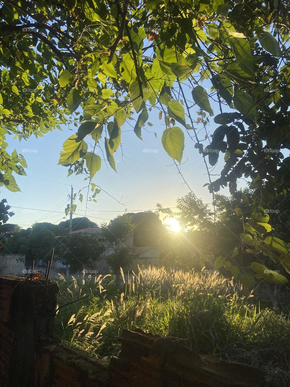 sun rays enter the foliage