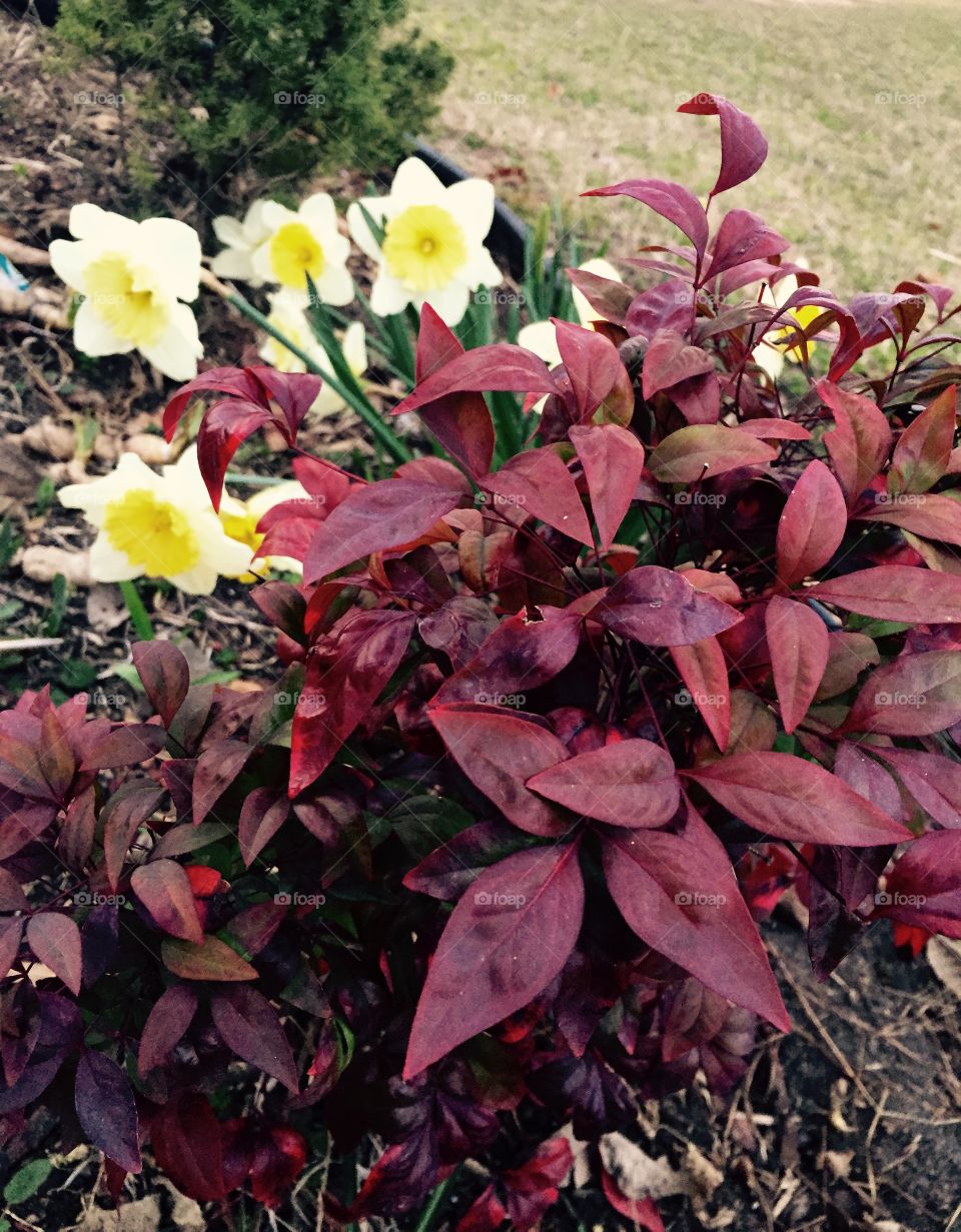 Creamy yellow daffodils and reddish burgundy bush in the garden.