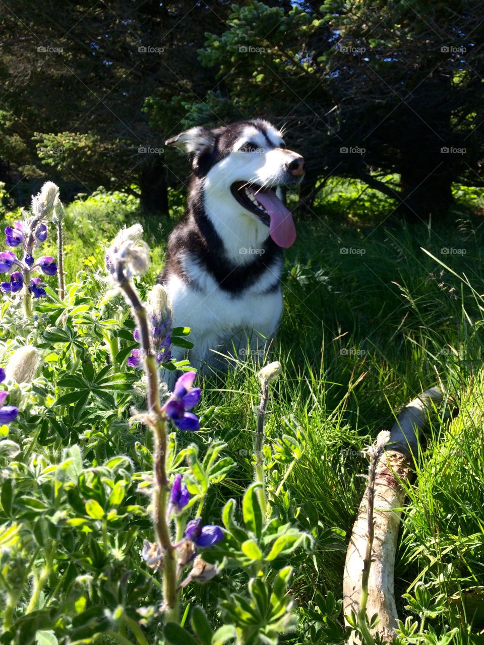 Smiling Husky