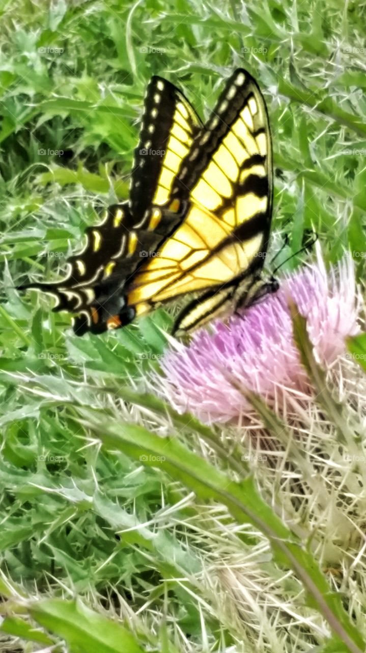 yellow butterfly on flowers