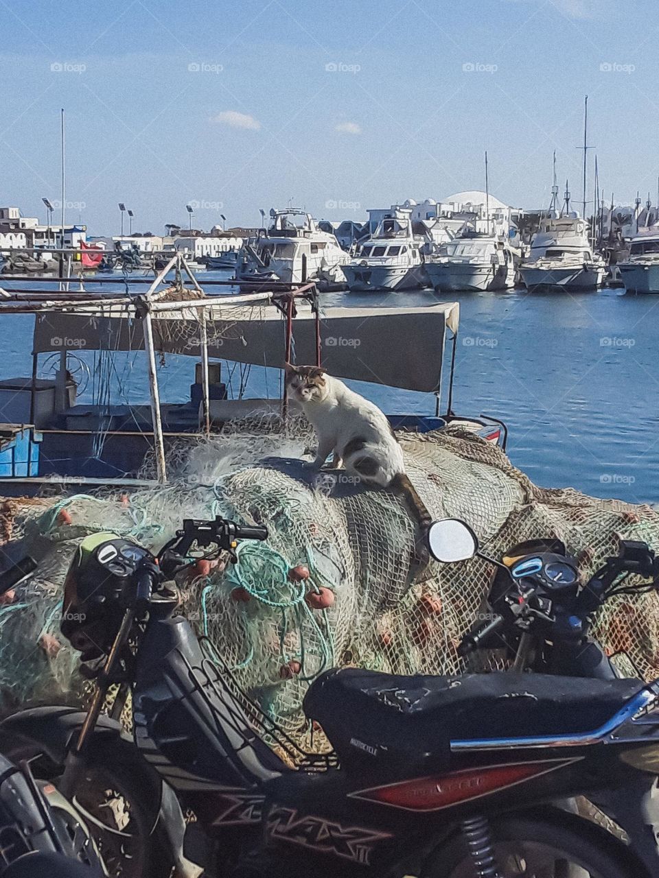 I took this picture in the fishing port of Djerba, where I found this cat above the fishing nets watching visitors as if he was the faithful guard
