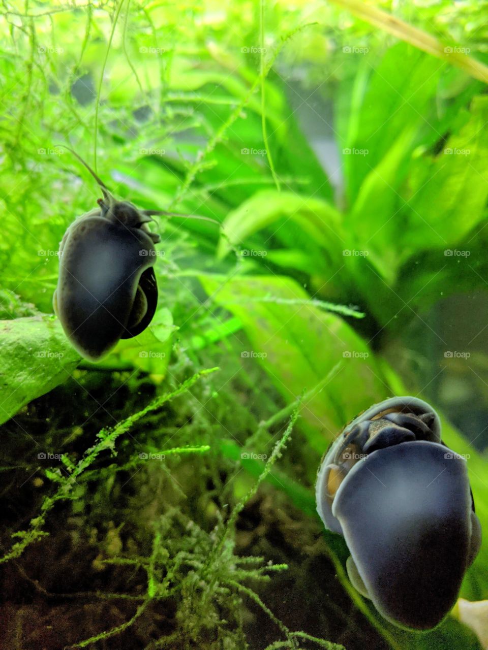 Mystery Snail pair exploring and sleeping in a freshwater planted tank