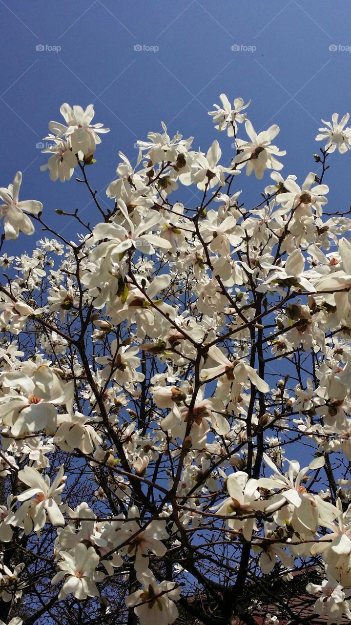 Magnolia in bloom with a blue sky