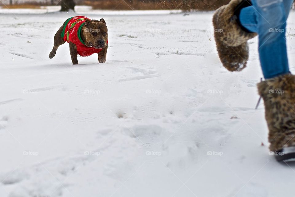 winter run