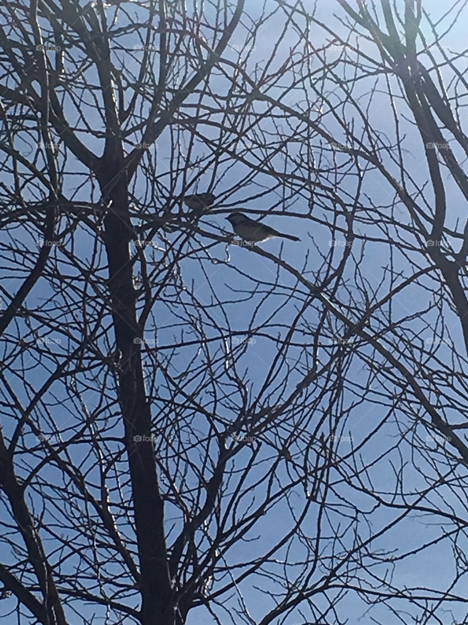 Two birds in a tree 
