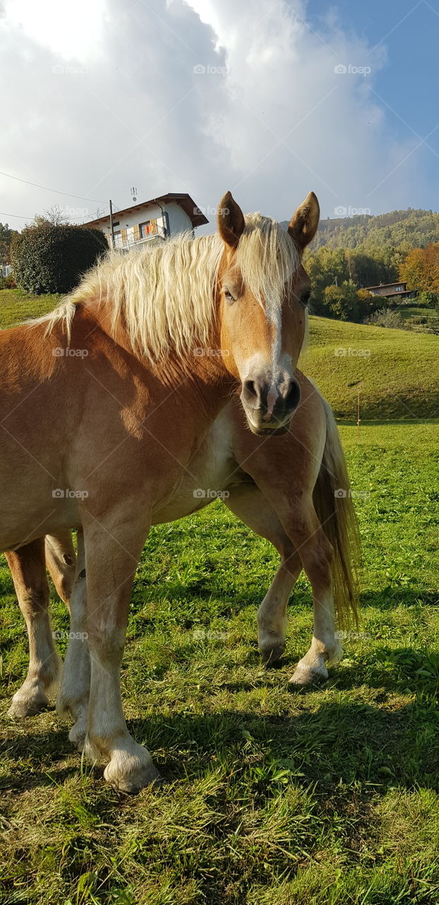 Curious horse