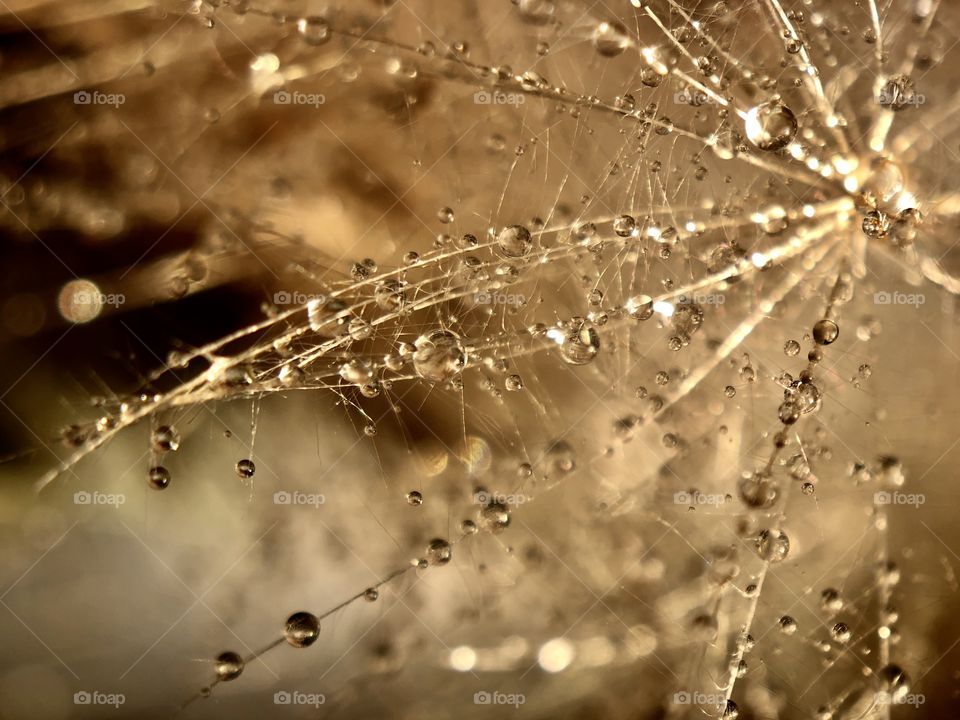 Drops, macro 