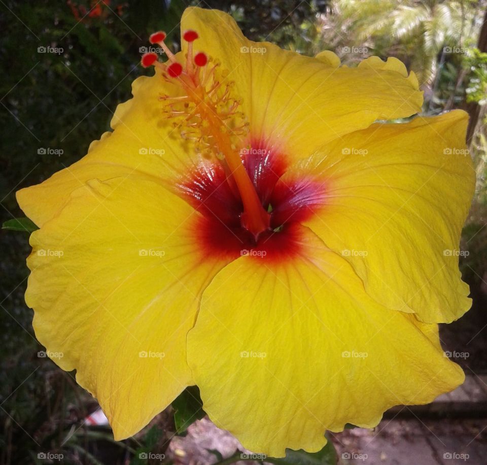 Beautiful Yellow Hibiscus Garden Flower w/  Red Star Center
