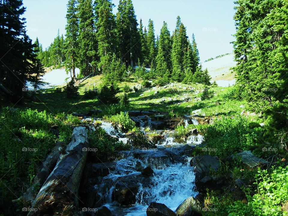 Forest Stream