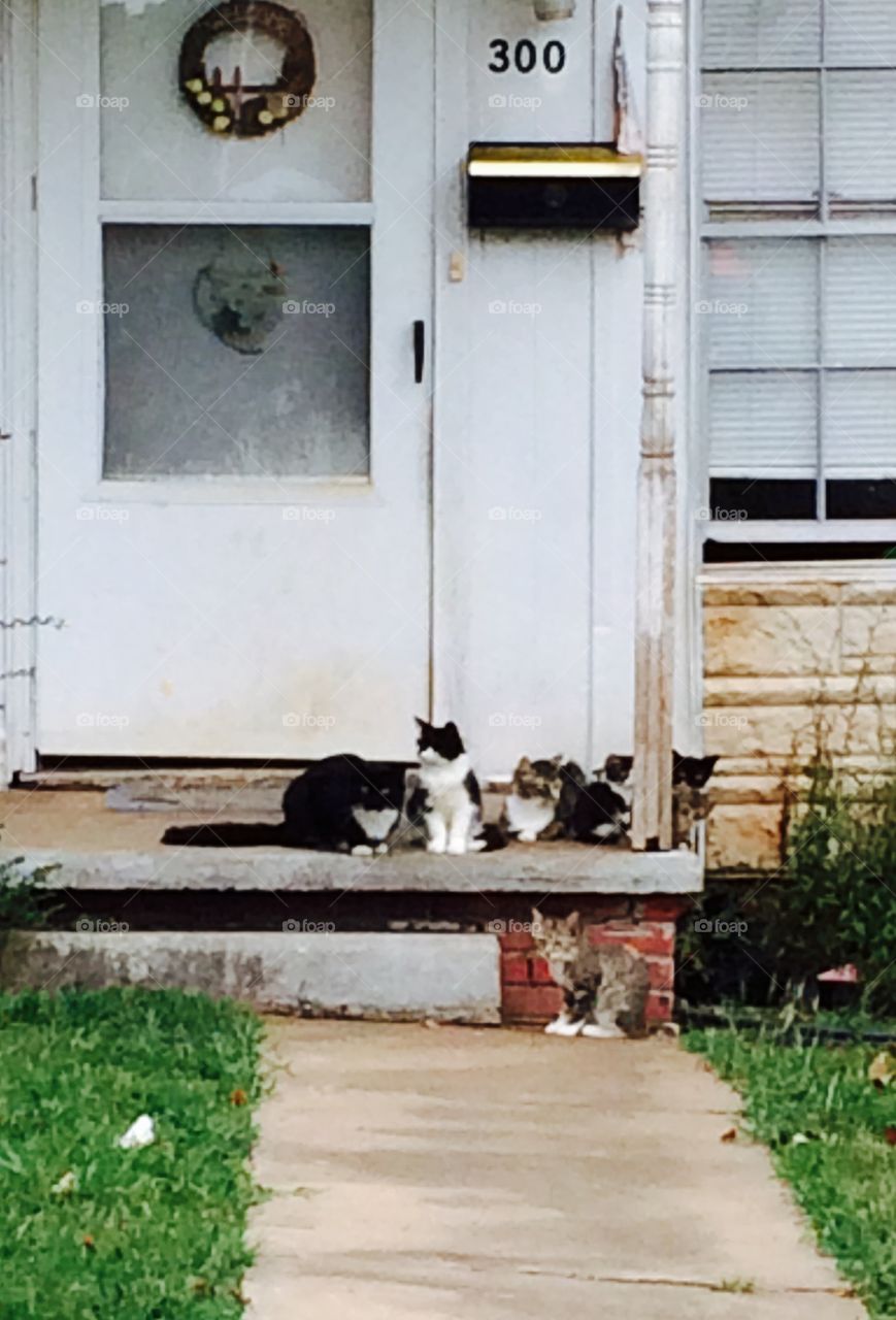 Cats on a Porch. Saw these cute kitties as I was driving