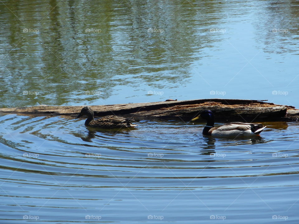 ducks in a pond