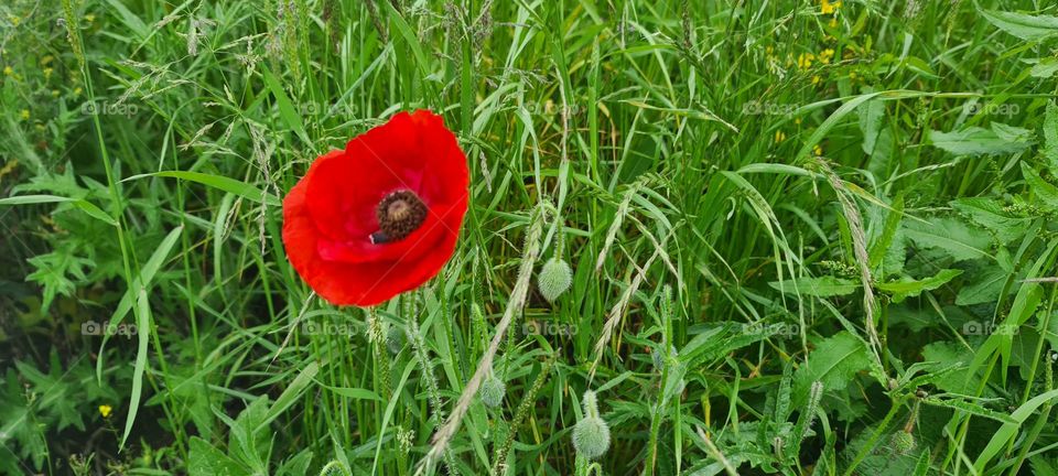 Poppy in the field