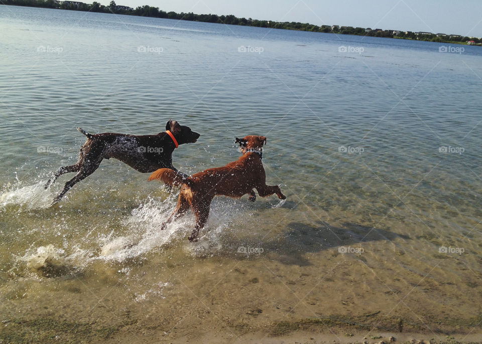 Beach buddies.