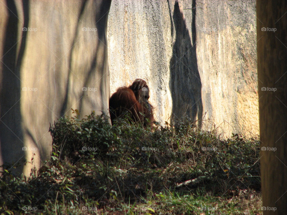 orange mammals concrete zoo by versteckt