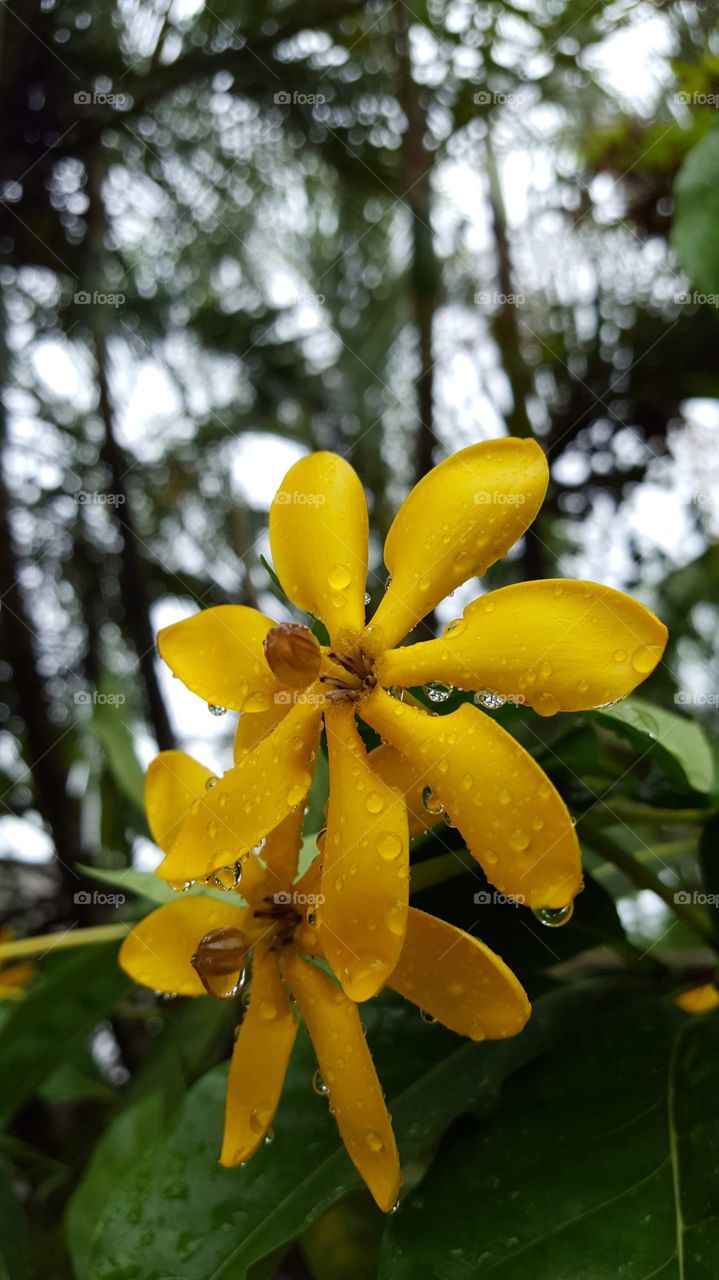 Yellow gardenia flowers in the rain