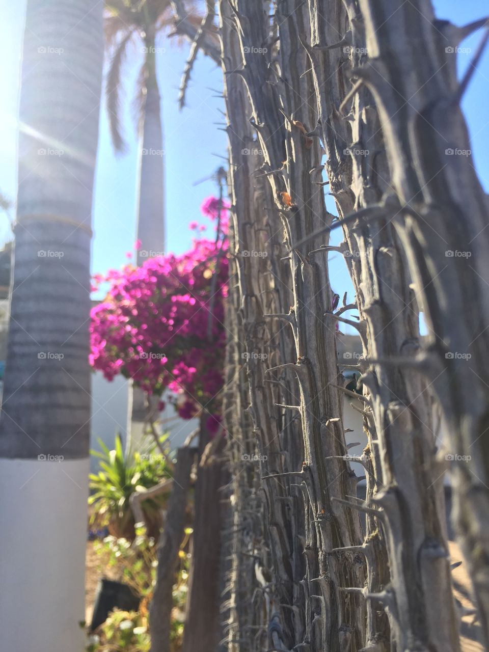 Fence in Mexico with flowers and cactus