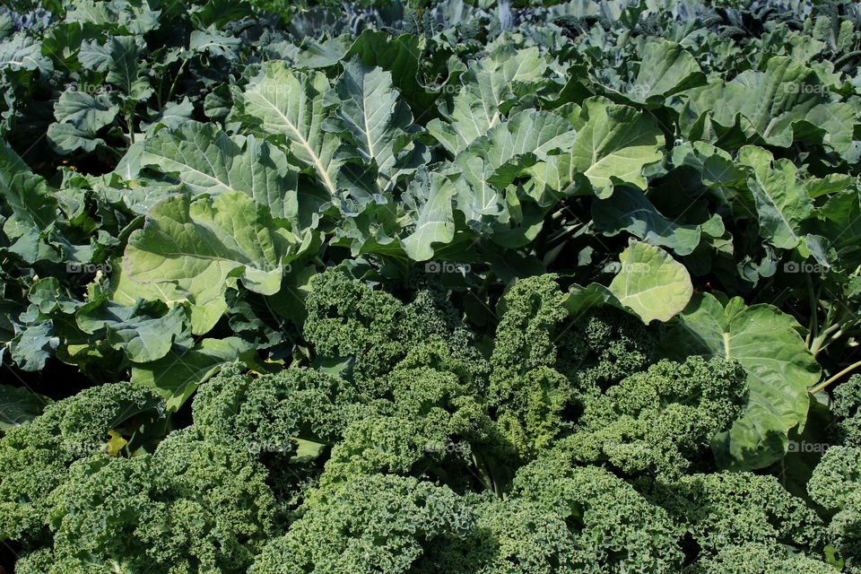 Full frame shot of kale and cabbage