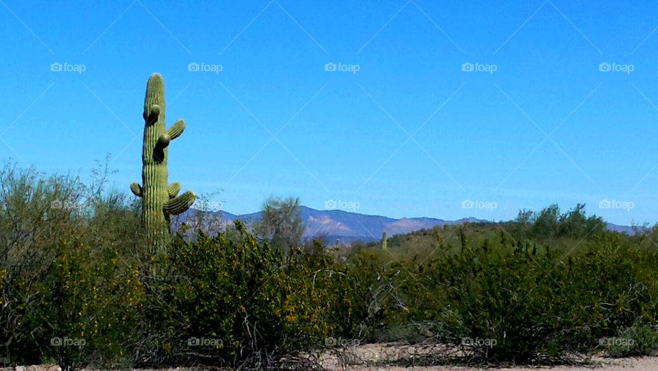 Sonoran Desert  Saguaro Cactus