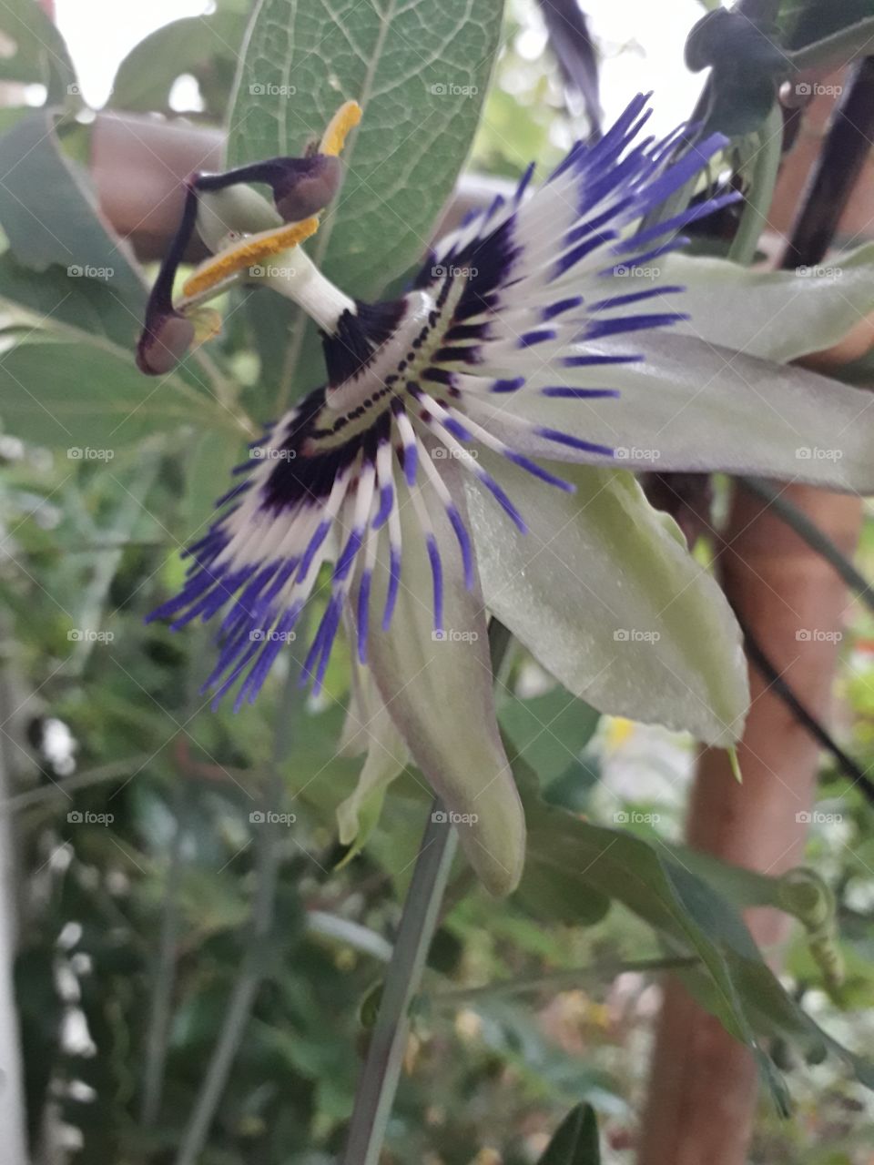 blue passion flower 1