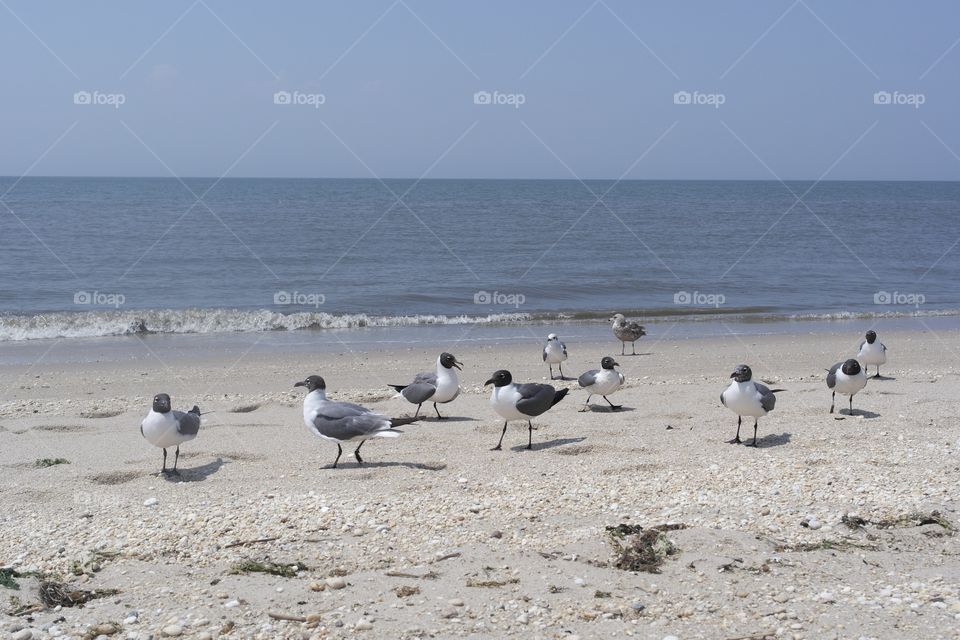 Seagulls 