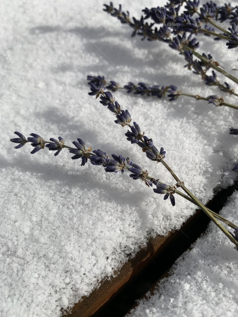 Dried lavender flowers against the fresh-fallen snow. It’s late November in the Midwest. 