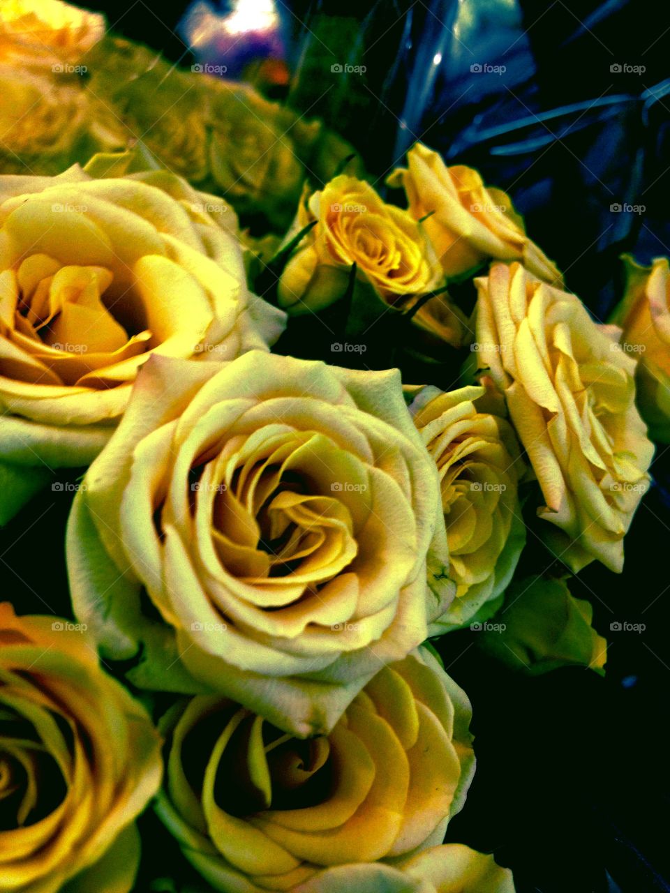 Yellow Roses 