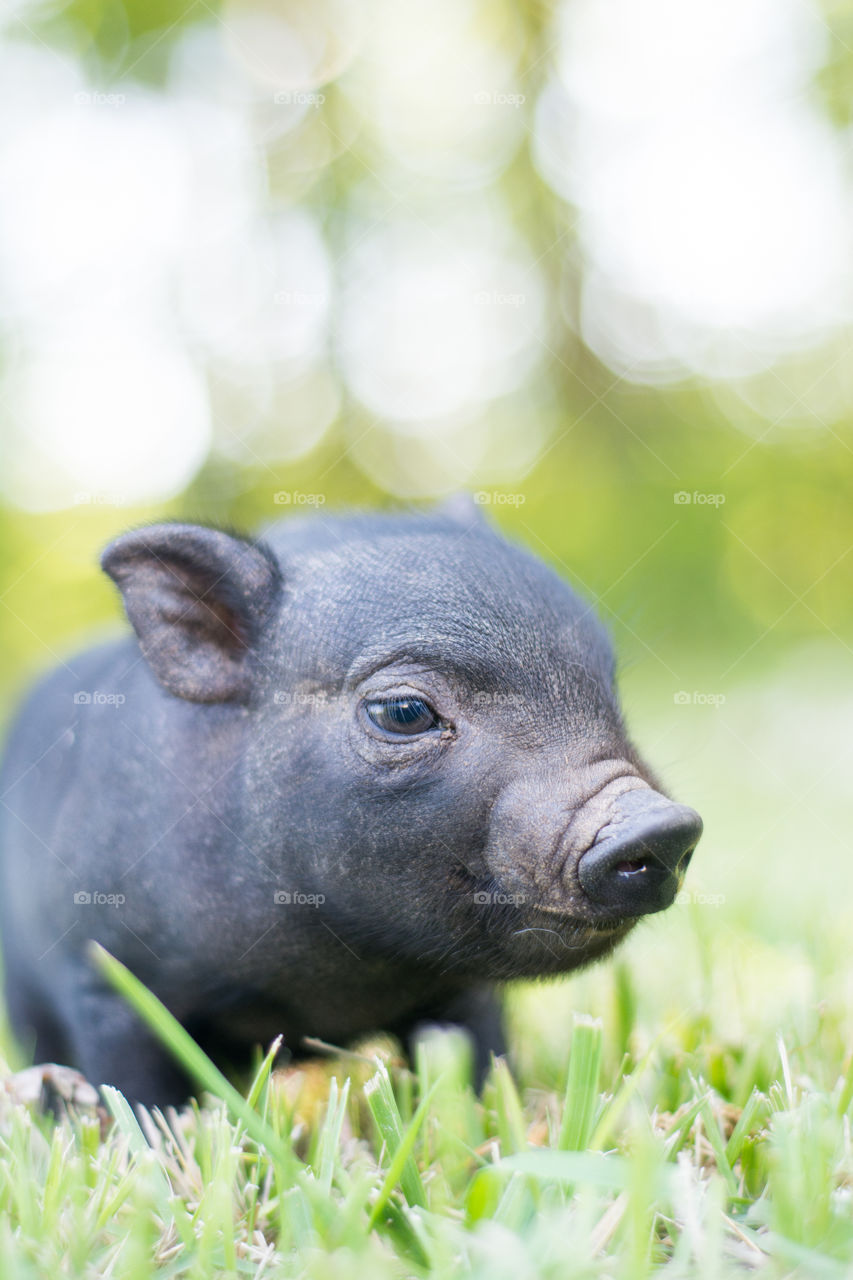 Close-up of a piglet