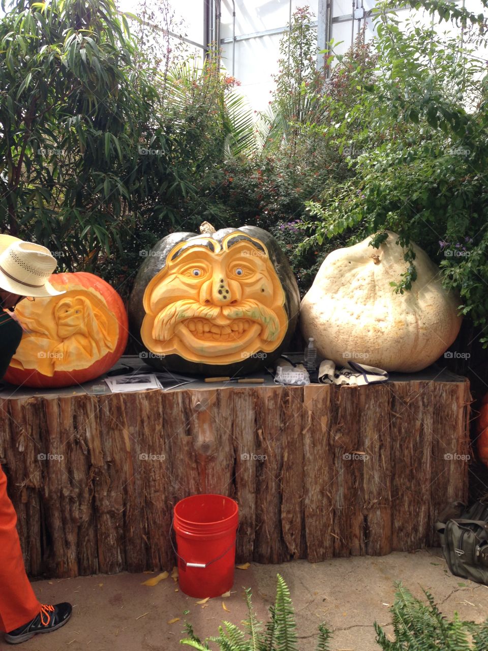 pumpkins 