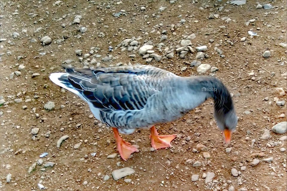 Duck look for something to eat