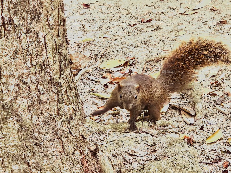 Little squirrel says hello