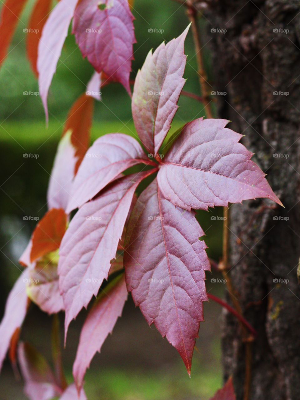 Autumn leaves 