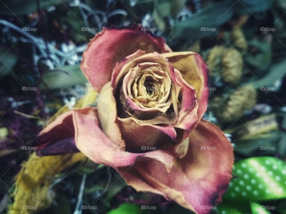Faded rose
