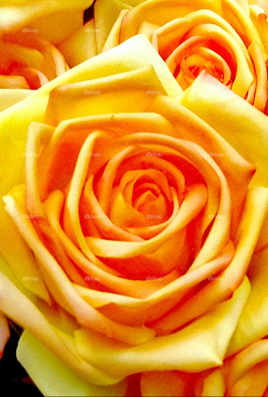 Rose, Romance, Flower, Love, No Person