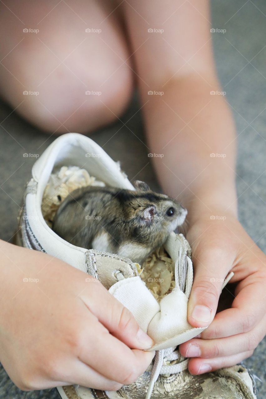 Cute animal. Little hamster in a shoe