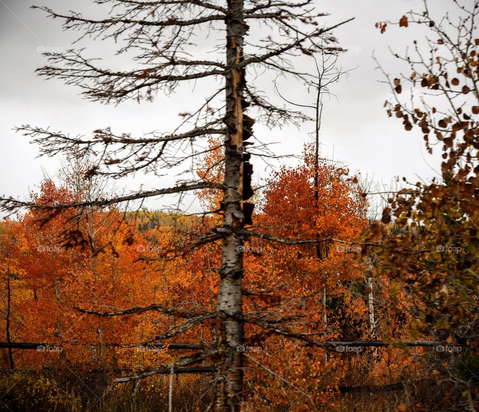 Stark Contrast of Life