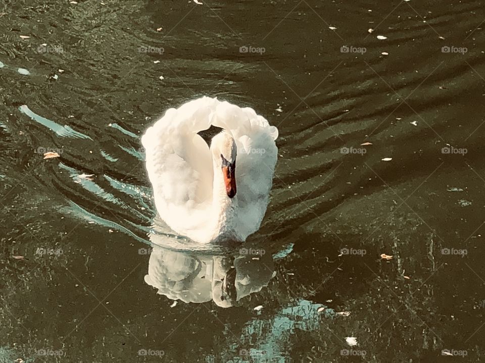 swan