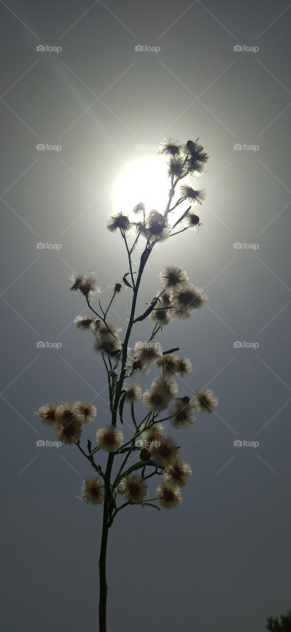 Erigeron bonariensis plant in a sunny day, with flowers, it is a species of Erigeron, found throughout tropics and subtrpics as a pioneer plant. shoot at tue, 18 apr, 2023, 10:41 am, lucknow india.