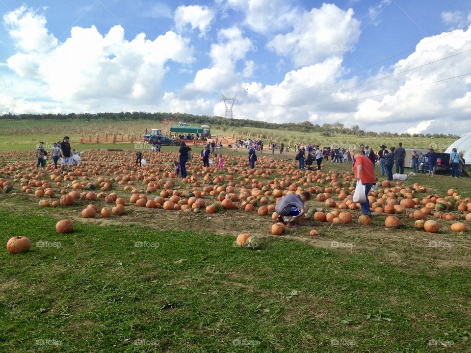 Pumpkin patch and sky