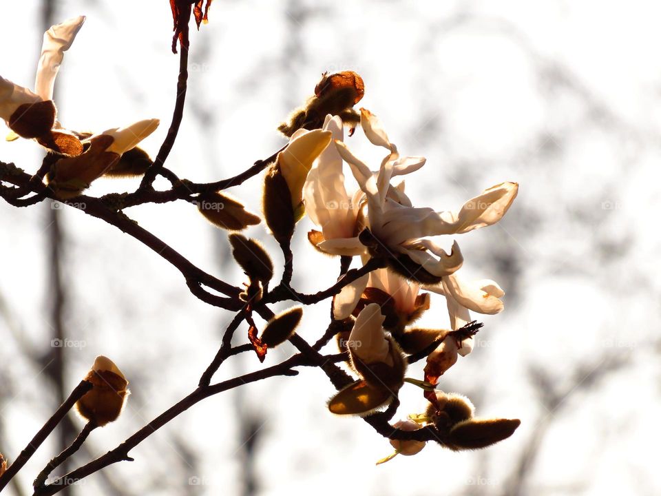 Spring magnolia bud