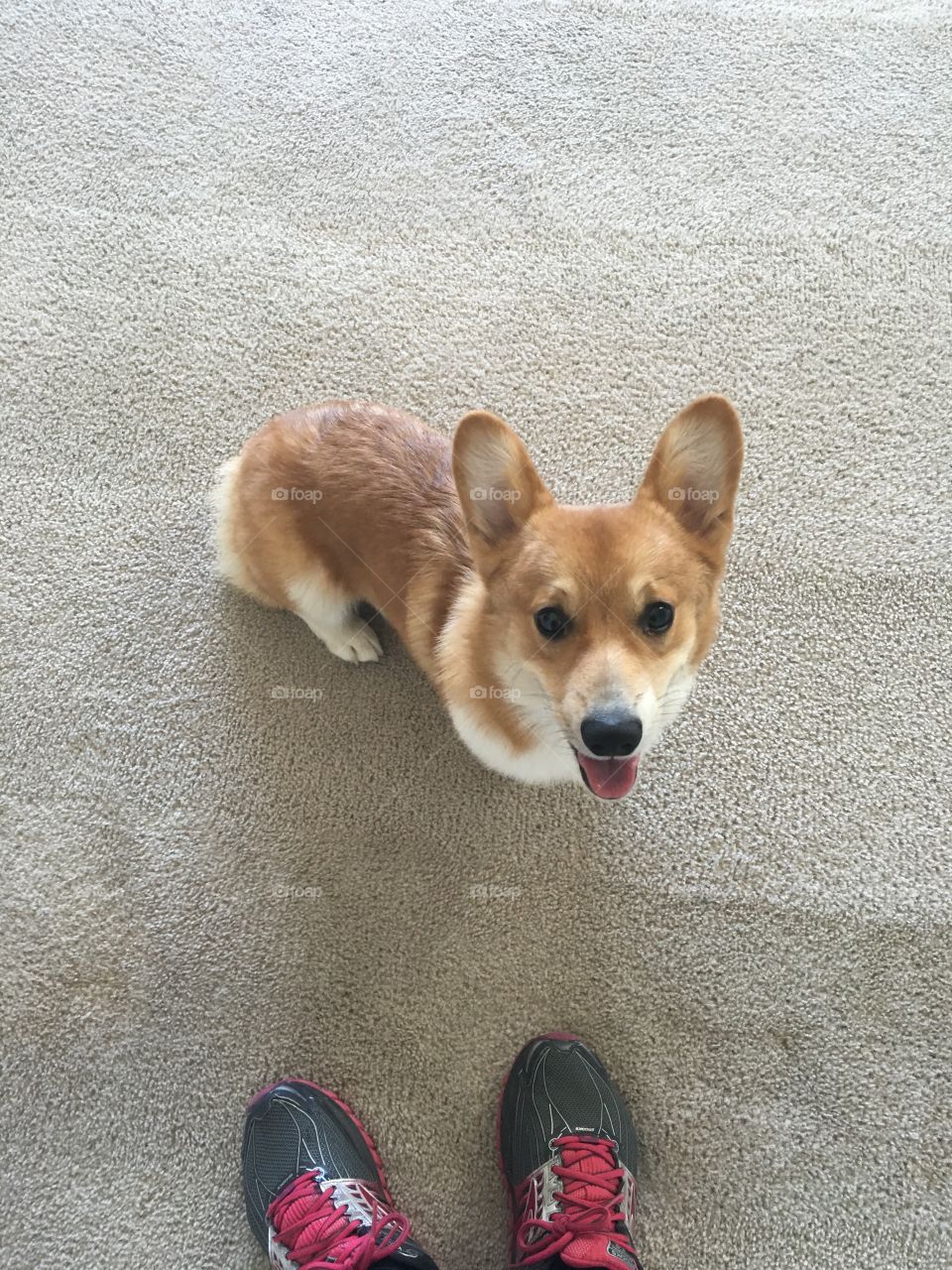 Corgi puppy cute tongue out nose ears dog