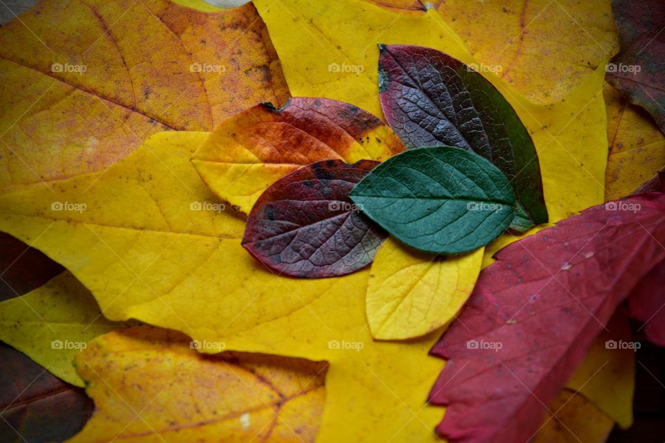 colour autumn leaves