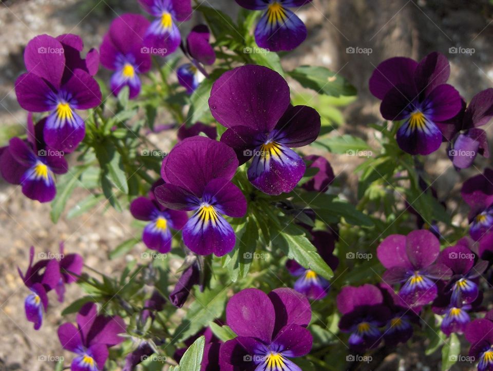 Flowers 