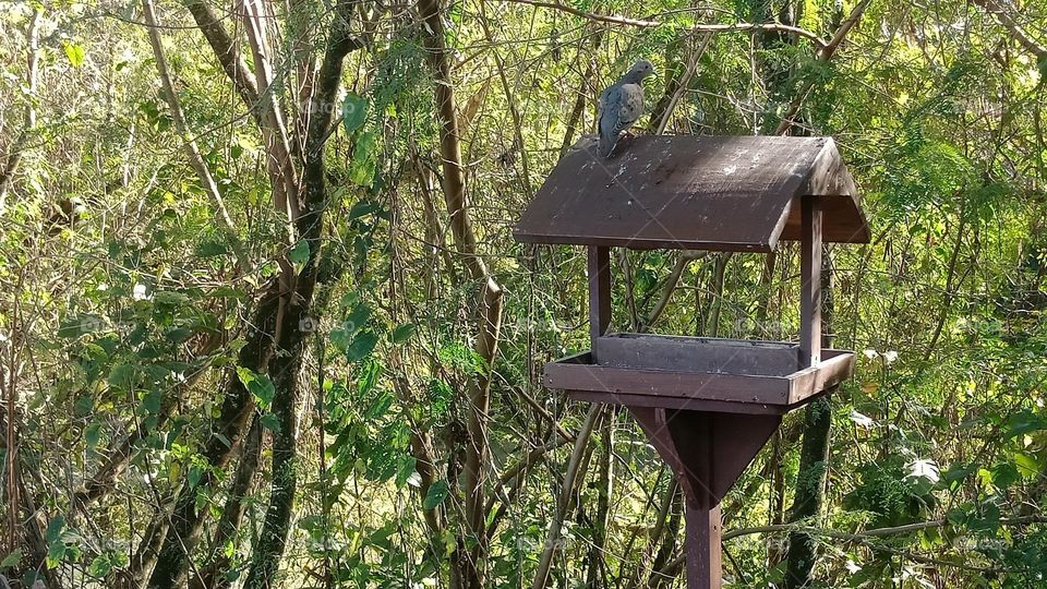 A dove on the roof of a bird house on a sidewalk in the city, trees behind