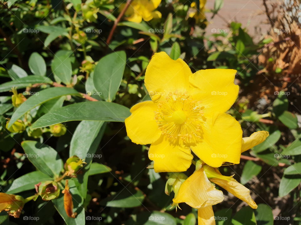 Yellow flower in the Dutch front garden.