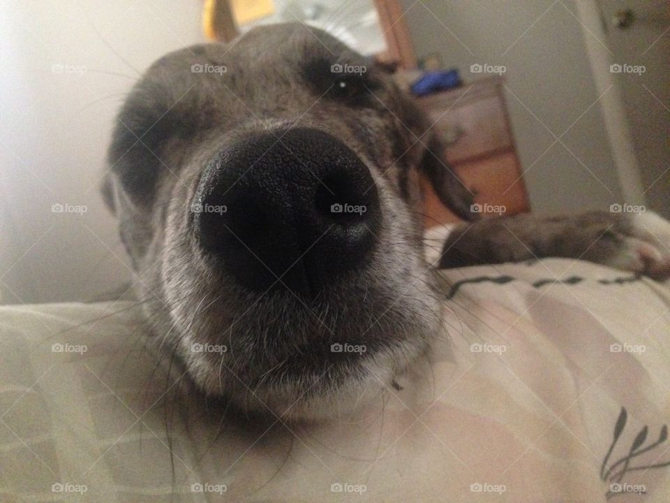 My dogs nose knows