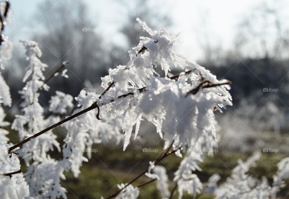 Ice on branch in winter