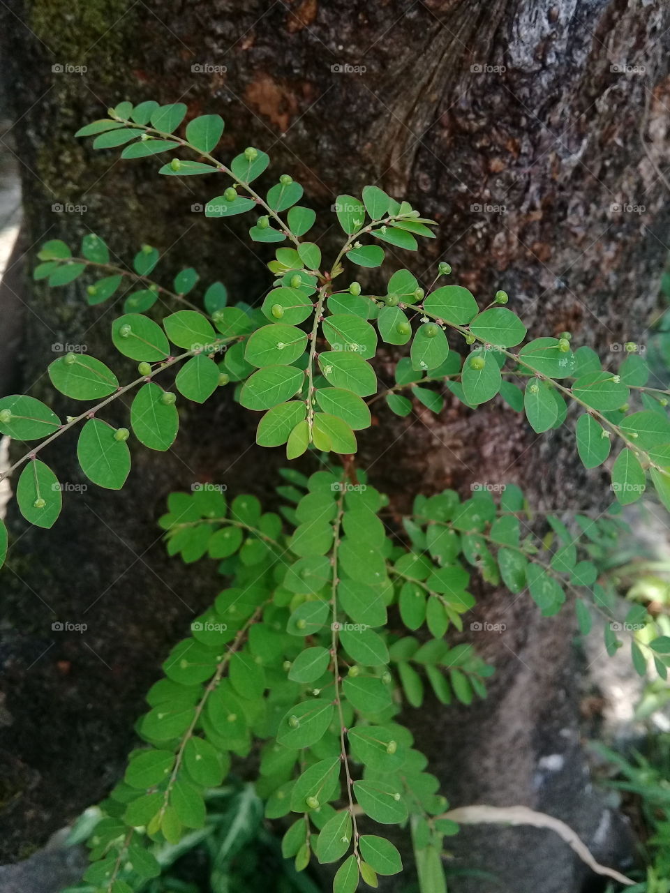 Piece of me.  Strong little tree.