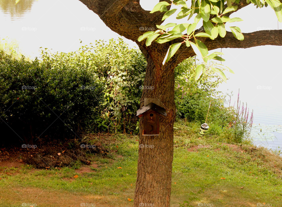 Birdhouse in tree. Backyard feeder 