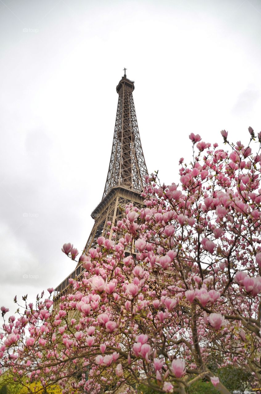 Blooming magnolia flowers 🌺 