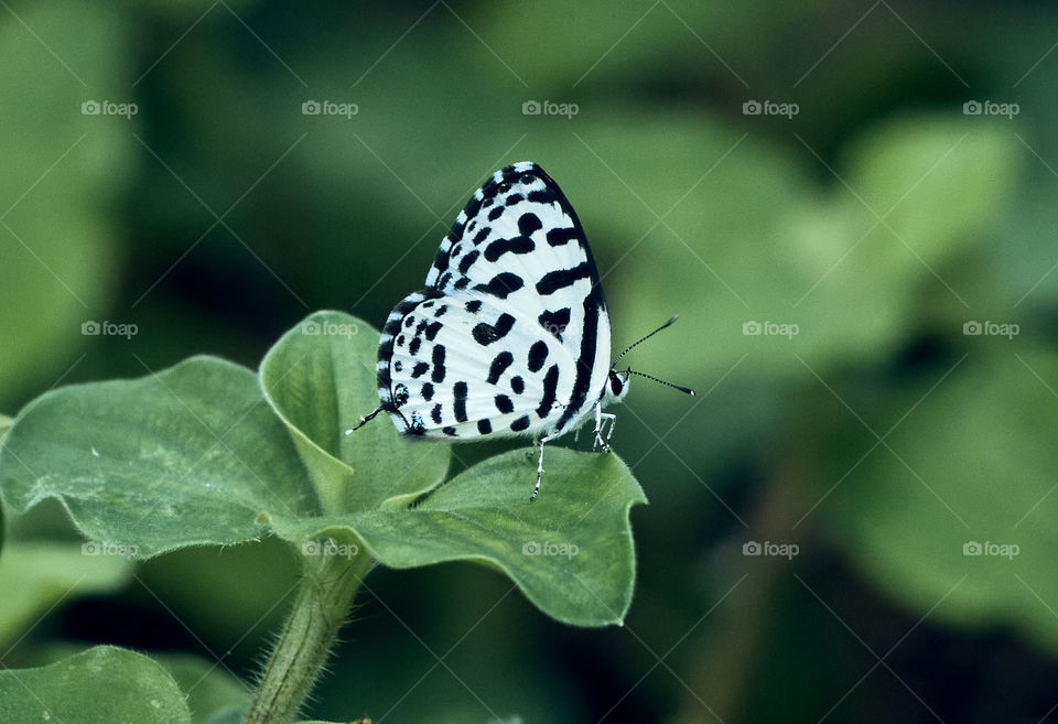 Butterfly  photography  - backyard